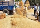 1509 धान ने तोड़े भाव के रिकॉर्ड, किसानों को मिल रहा ₹4400 प्रति क्विंटल तक रेट