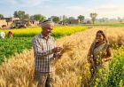 हरियाणा के किसानों के लिए बड़ी राहत, अक्टूबर में मिलेगी 7.50 लाख मीट्रिक टन खाद; DAP-यूरिया की कमी होगी दूर