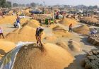 हरियाणा में धान खरीद को लेकर किसानों का फूटा गुस्सा, जींद में लगाया जाम; अंबाला मंडियों में पुलिस तैनात