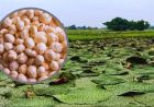 कश्मीर में भी होगी मिथिला के मखाने की खेती, किसानों को ट्रेनिंग देने जाएगी एक्सपर्ट टीम