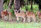 बफर जोन में वन्यजीव पर्यटन का बढ़ रहा आकर्षण