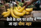 नवरात्र में केले की बढ़ी मांग, केमिकल से पकाने का खतरा! खरीदते समय इन बातों का रखें ध्यान