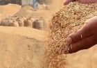 झारखंड के किसानों को अब धान पर मिलेगा ₹109 प्रति क्विंटल बोनस, सरकार पर पड़ेगा ₹43.60 करोड़ का अतिरिक्त बोझ