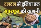 बिहार के मखाने का दुनिया में दबदबा, तालाबों से निकलकर न्यूयॉर्क-लंदन तक पहुंचा मिथिला का ‘सफेद मोती’