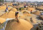हरियाणा की मंडियों में 30.69 लाख टन धान की खरीद, किसानों के खातों में पहुंचे ₹4,263 करोड़