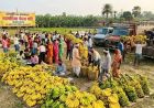 बिहार का नवगछिया बना केले की खेती का बड़ा केंद्र, देशभर की मंडियों तक पहुंच रहा ‘पीला सोना’