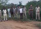 कूनो में चीते की गोली मारकर हत्या का मामला, 6 वनकर्मी सस्पेंड और STF गठित