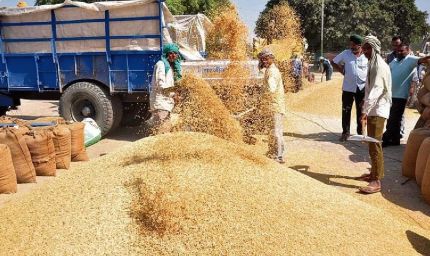 1509 धान ने तोड़े भाव के रिकॉर्ड, किसानों को मिल रहा ₹4400 प्रति क्विंटल तक रेट