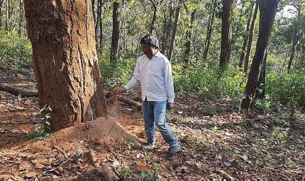 डिंडौरी में डेढ़ लाख पेड़ों की कटाई का लक्ष्य, अब तक सिर्फ 4516 पेड़ कटे