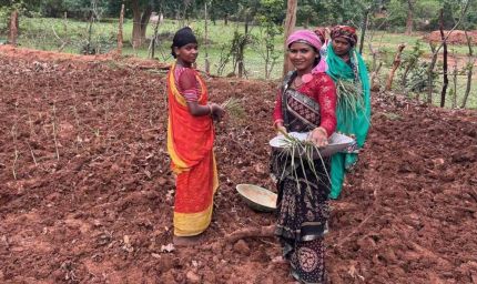 लेमन ग्रास की खुशबू से महक रही आत्मनिर्भरता, जीपीएम की महिलाएं बढ़ रहीं ‘लखपति दीदी’ बनने की राह पर