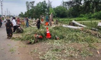 6911 पेड़ काटे, पौधे लगाने में फेल भोपाल नगर निगम! NGT ने लगाई फटकार, एक माह में मांगी रिपोर्ट