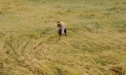 12 अक्टूबर तक पूरा होगा फसल क्षति का डिजिटल सर्वे, प्रभावित किसानों को मिलेगी नियमानुसार सहायता