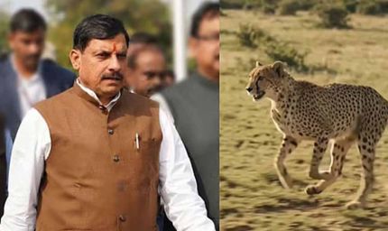 सागर के वीरांगना दुर्गावती टाइगर रिजर्व में आज 7 अक्टूबर को छोड़े जाएंगे 2 चीते, 439 हेक्टेयर में तैयार हुआ सुरक्षित ठिकाना