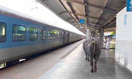 ₹450 करोड़ के रानी कमलापति स्टेशन पर भैंसों का डेरा, प्लेटफॉर्म पर गोबर से मचा हड़कंप