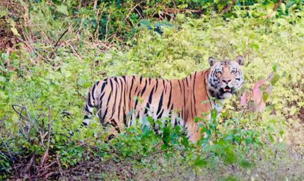 बालाघाट का लांजी जंगल बना वन्यजीवों का नया कॉरिडोर, छत्तीसगढ़ से हाथी और महाराष्ट्र से आ रहे बाघ