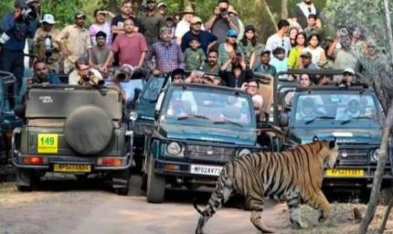 बांधवगढ़ में पर्यटकों की धूम, 8 दिन में 4598 सैलानियों ने की जंगल सफारी; बाघों के करीब से दीदार