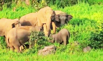 छत्तीसगढ़ में 53 हाथियों के झुंड ने स्कूल की बाउंड्री तोड़ी, धान की फसल रौंदी; बच्चों में दहशत