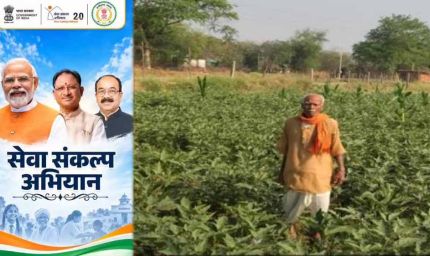 धान की पारंपरिक खेती से आगे बढ़कर फागूराम ने अपनाई ग्राफ्टेड बैंगन की खेती, मुनाफे में हुई 20 हजार रुपये की बढ़ोतरी