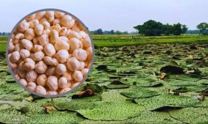 कश्मीर में भी होगी मिथिला के मखाने की खेती, किसानों को ट्रेनिंग देने जाएगी एक्सपर्ट टीम