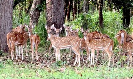 बफर जोन में वन्यजीव पर्यटन का बढ़ रहा आकर्षण