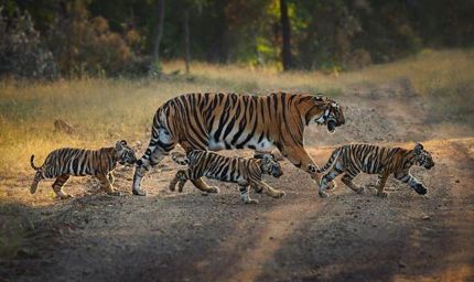 वीरांगना दुर्गावती टाइगर रिजर्व में बढ़ा बाघों का कुनबा, बाघिन N-6 ने दिए 4 शावकों को जन्म