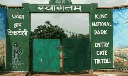 कूनो में चीतों की मौत पर जानकारी देने से वन विभाग का इनकार, RTI में पोस्टमार्टम रिपोर्ट रोकी