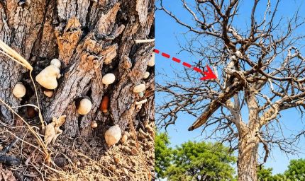 बाड़मेर में संकट में खेजड़ी के पेड़, 50 से ज्यादा वृक्ष सूखे; जड़ों में जमी सफेद परत से चिंता