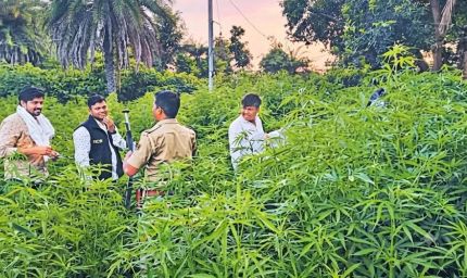 उदयपुर में 57 हेक्टेयर में गांजे की खेती का खुलासा, 200 करोड़ रुपये आंकी गई कीमत
