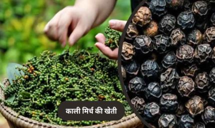 पचमढ़ी में अब होगी काली मिर्च और दालचीनी की खेती, किसानों को मिलेंगे पौधे