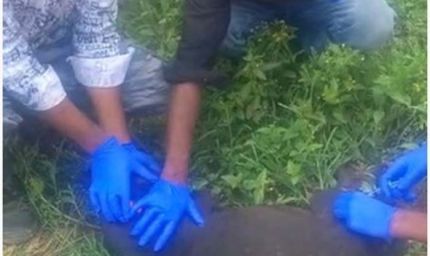 बाघों एवं मवेशियों की सुरक्षा हेतु परिधिवर्ती ग्रामों में टीकाकरण