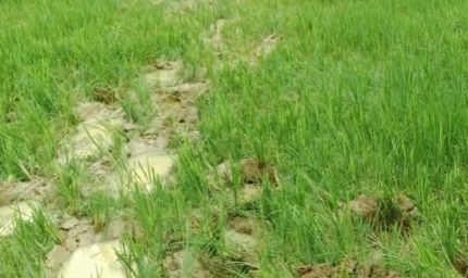 रायगढ़ में हाथियों का आतंक, 14 किसानों की फसलें रौंदी, 85 हाथियों की मौजूदगी से दहशत