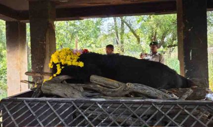 नंदनवन जू एवं जंगल सफारी में 25 वर्षीय मादा हिमालयन भालू ‘फफोरी’ की मौत