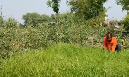 एक एकड़ मड़ुआ की खेती से 60 हजार तक मुनाफा! सारण में मोटे अनाज की खेती को मिलेगा बढ़ावा