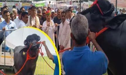 हरियाणा में छाया 15 करोड़ का ‘विधायक’, काजू-अखरोट है पसंदीदा खाना