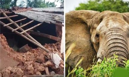 CG में हाथियों का तांडव, सुबह 3 बजे गांव में घुसे झुंड ने मवेशियों को कुचला