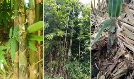 जौनपुर के किसानों की बंजर जमीन से होगी कमाई, 7 ब्लॉकों में बांस की खेती को मिलेगा बढ़ावा