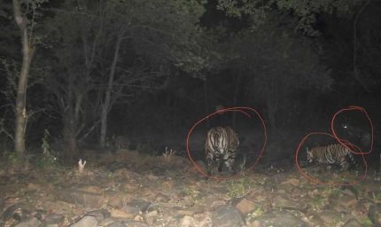 रिजर्व में बाघों की संख्या बढ़कर हुई 11, इनमें 6 का जन्म हुआ माधव टाइगर रिजर्व में