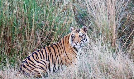 शहडोल के वन बाघों और हाथियों के लिए नेचुरल कॉरिडोर— 4 टाइगर रिजर्व्स को जोड़ने में अहम भूमिका