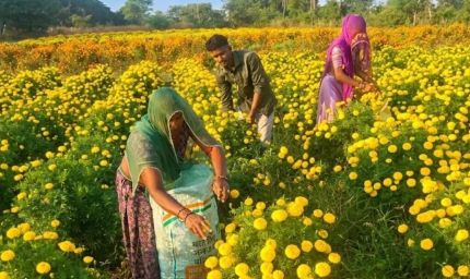 चित्तौड़गढ़ में गेंदे की खेती से चमकी किसानों की किस्मत, 70 बीघा में हो रही फूलों की खेती