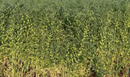 बिहार के किसानों को हरा चना की खेती पर मिलेंगे ₹4,000 प्रति एकड़, 6,250 एकड़ में बुआई का लक्ष्य