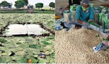 पीएम मोदी ने ‘मन की बात’ में की बिहार के मखाने की तारीफ, 18 से ज्यादा देशों में पहुंचा सीमांचल का स्वाद