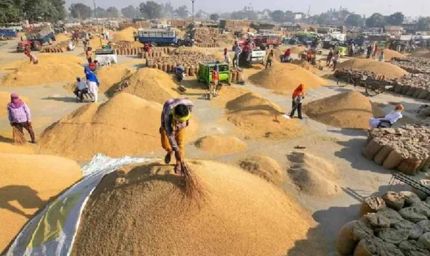 हरियाणा की मंडियों में 30.69 लाख टन धान की खरीद, किसानों के खातों में पहुंचे ₹4,263 करोड़