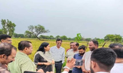 छत्तीसगढ़ में काले चावल की खेती से चमकेगी किसानों की किस्मत, 35 हजार रुपये क्विंटल तक है कीमत