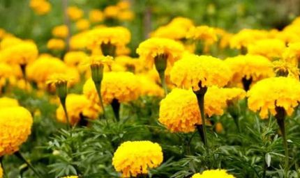 चित्तौड़गढ़ में गेंदे की खेती बनी किसानों के लिए पीला सोना, एक किलो फूल की माला बेचकर 100 रुपये तक कमाई