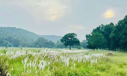 चक्रवात अरनब के प्रभाव से सुहावना हुआ मौसम, बांधवगढ़ टाइगर रिजर्व में प्रबंधन सतर्क