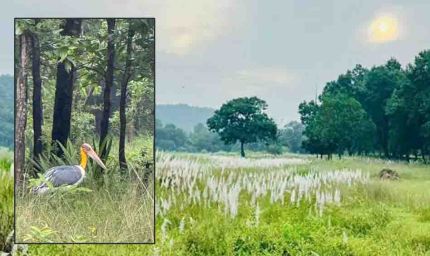 चक्रवात अरनब के प्रभाव से सुहावना हुआ मौसम, बांधवगढ़ टाइगर रिजर्व में प्रबंधन सतर्क