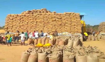 छत्तीसगढ़ में 15 नवंबर से धान खरीदी, ₹3100 MSP और 21 क्विंटल प्रति एकड़ की सीमा; जानें टोकन कैसे मिलेगा