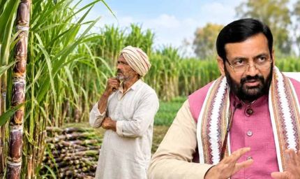 हरियाणा के गन्ना किसानों को दिवाली का तोहफा, दो साल में 35 रुपये बढ़ेगा भाव, अब मिलेंगे 450 रुपये प्रति क्विंटल