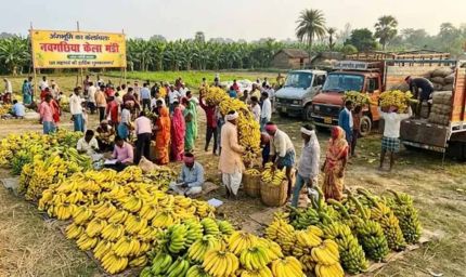 बिहार का नवगछिया बना केले की खेती का बड़ा केंद्र, देशभर की मंडियों तक पहुंच रहा ‘पीला सोना’