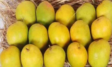 दिवाली पर भी मिलेगा हापुस आम का स्वाद, बिना सीजन के बाजार में कैसे पहुंचा अल्फांसो?